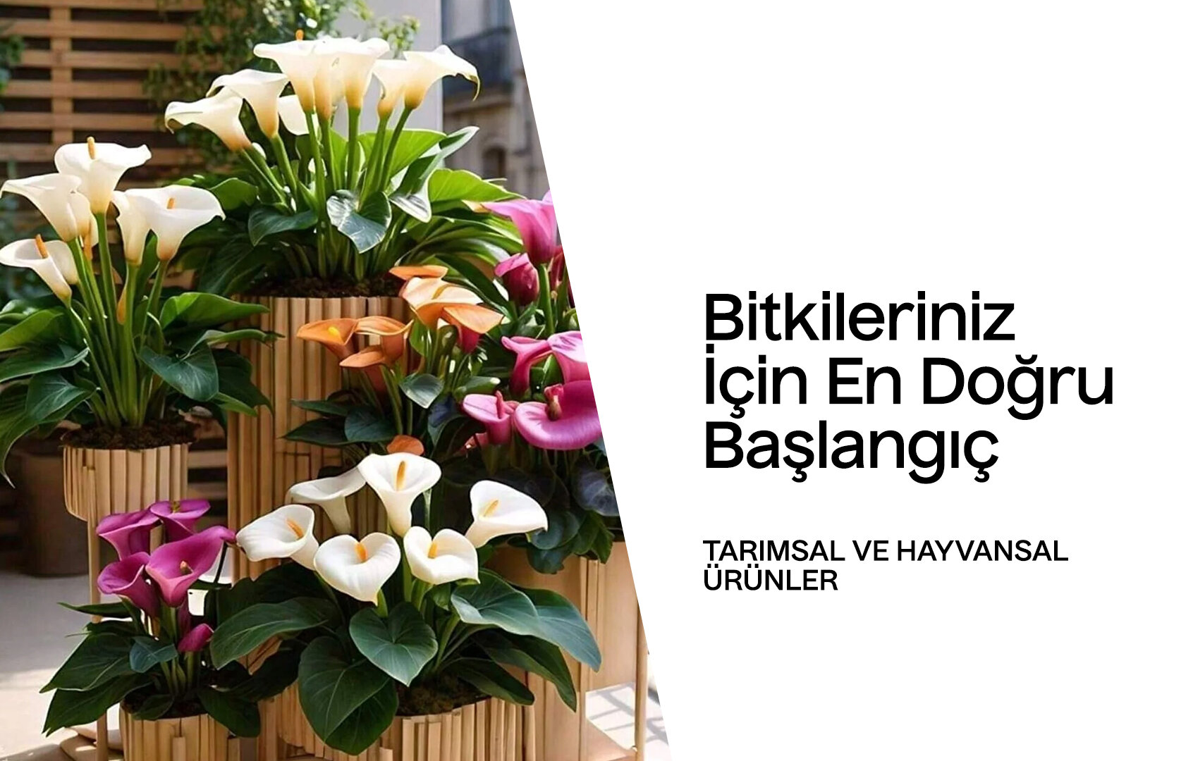 Bitkileriniz İçin En Doğru Başlangıç